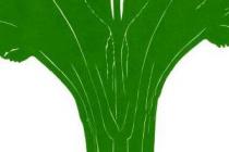 ʳҲ