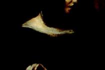 ���������ֹ���