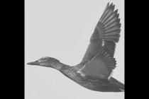 4ֻС����ֻ�ɵø��ߣ������δ���῿ʲô����