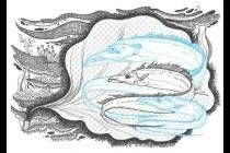 ��������