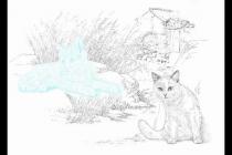 һֻ�С����ơ���è������