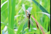 ����������